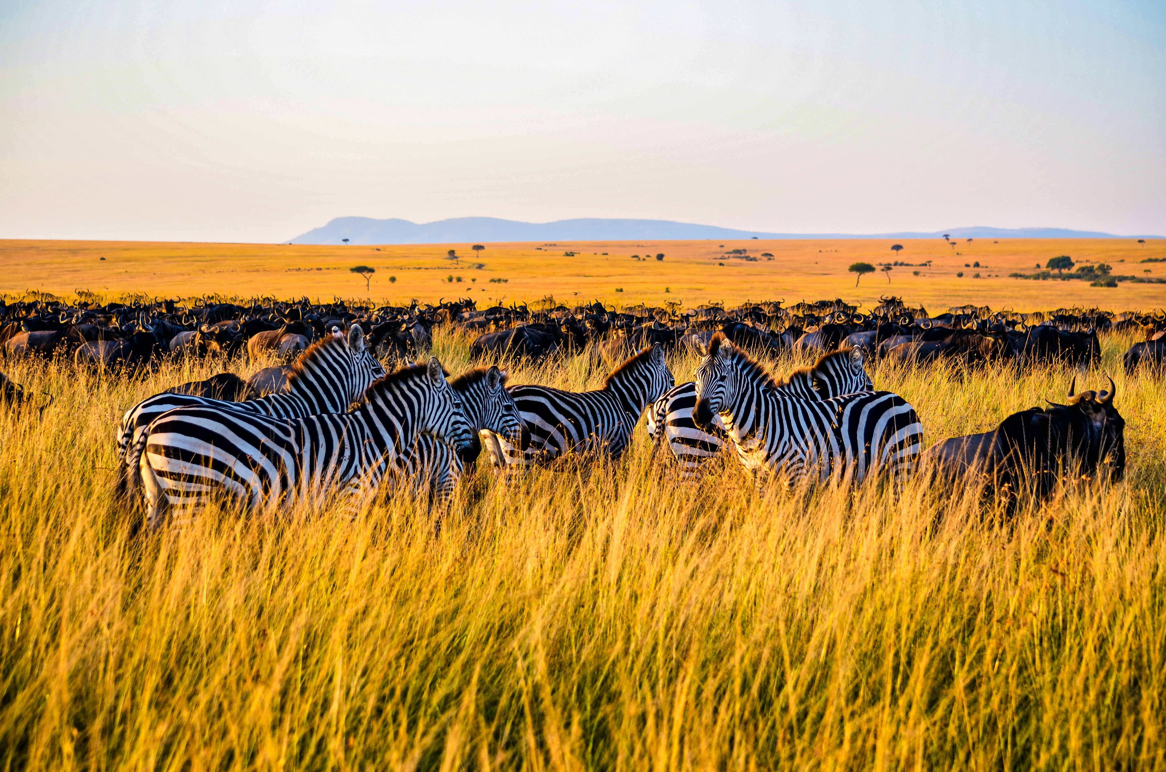 African safari landscape at golden hour