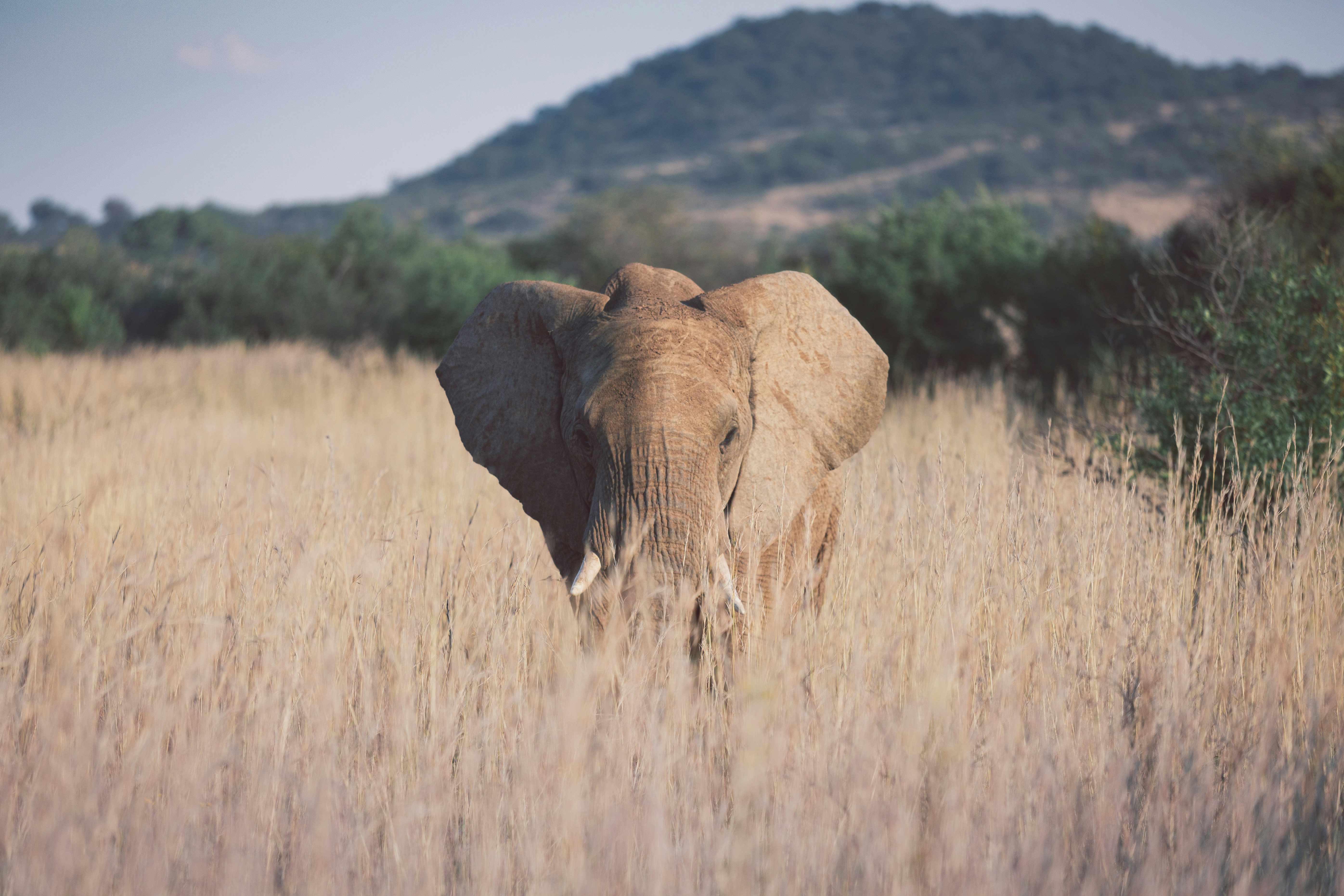 Tsavo East & West