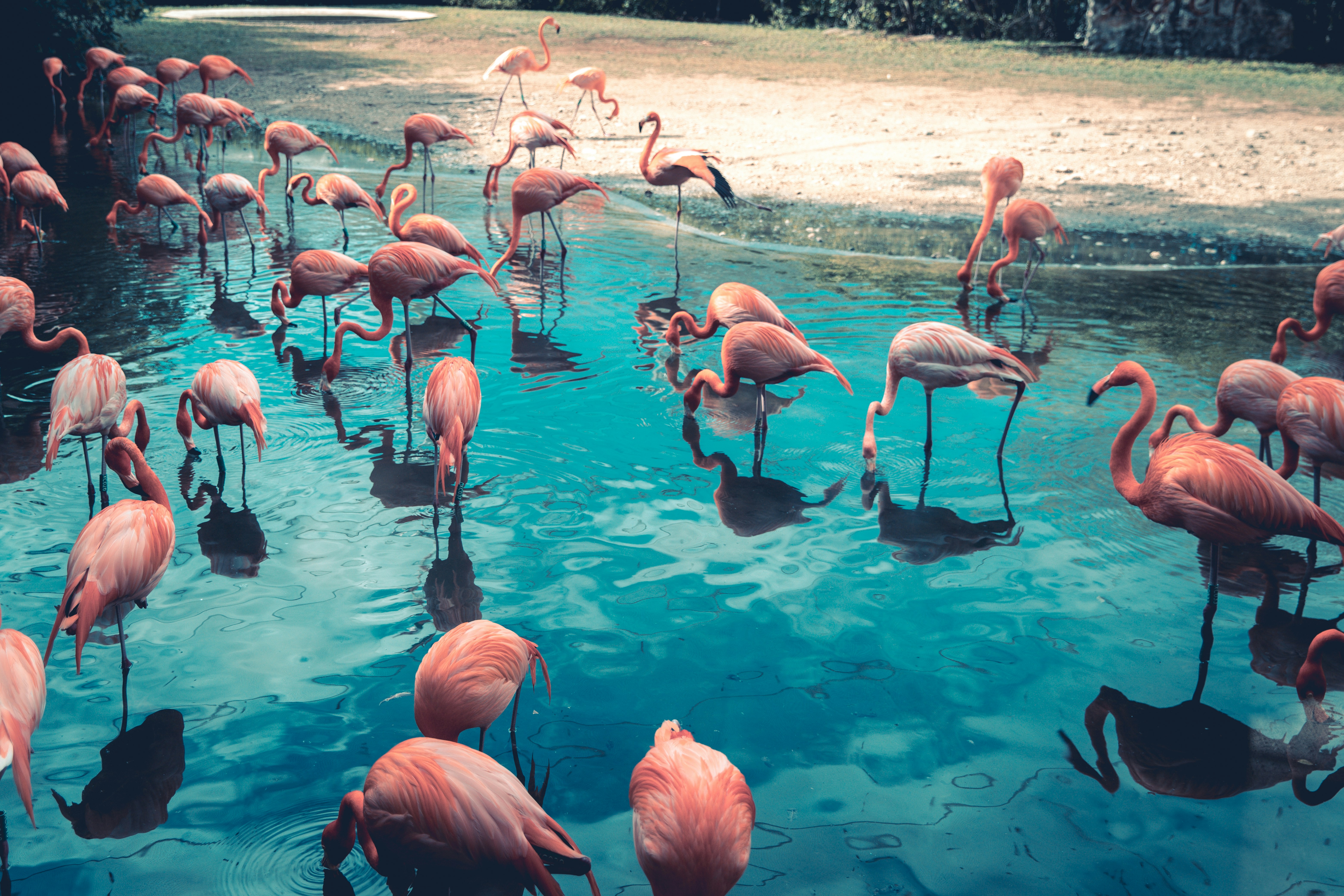 Photographer's Dream Safari