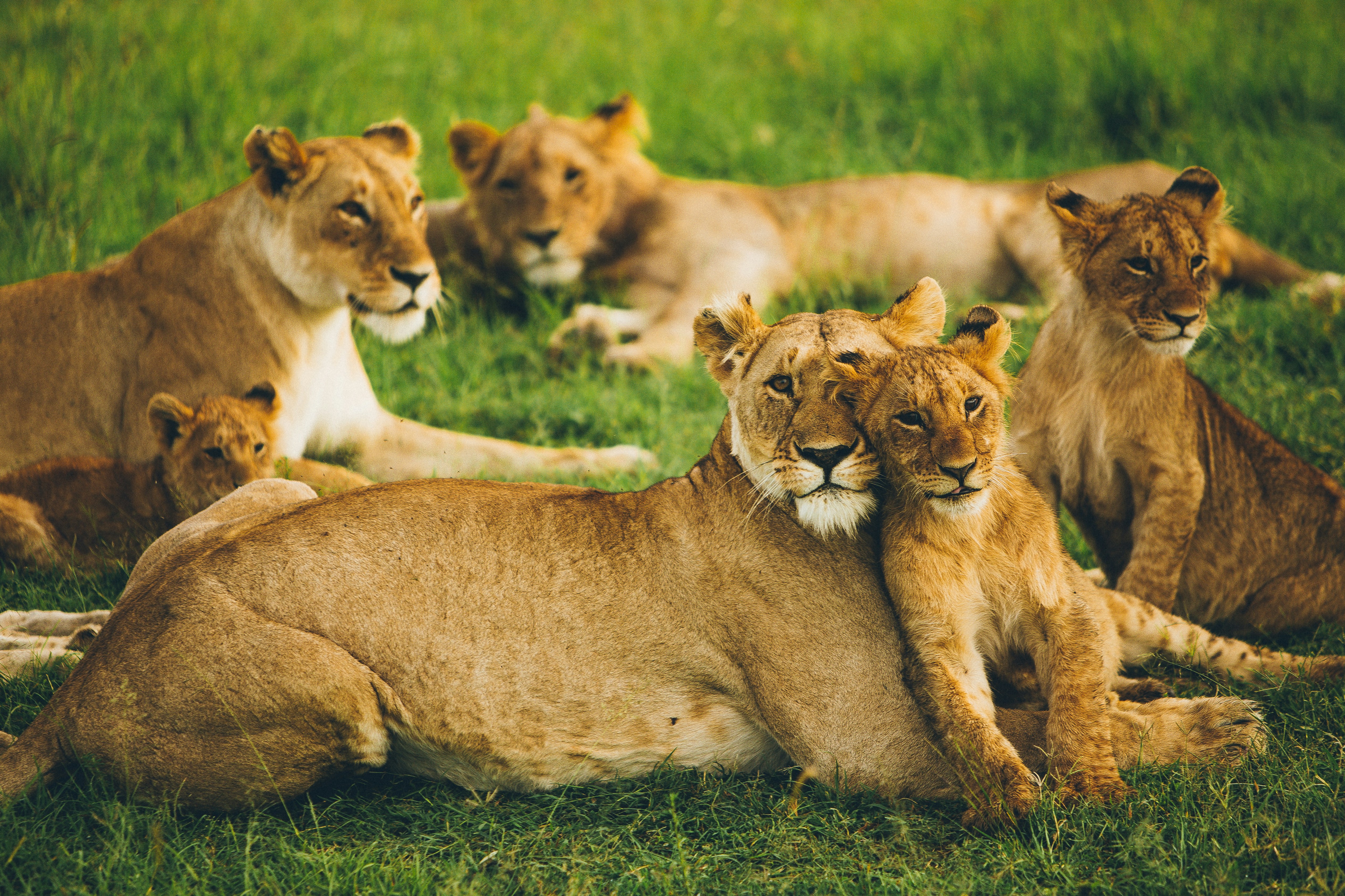 Classic Maasai Mara Safari